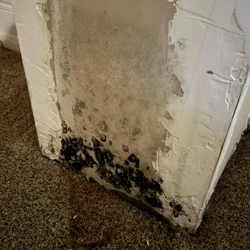 Professional Mold Removal in Omak, WA